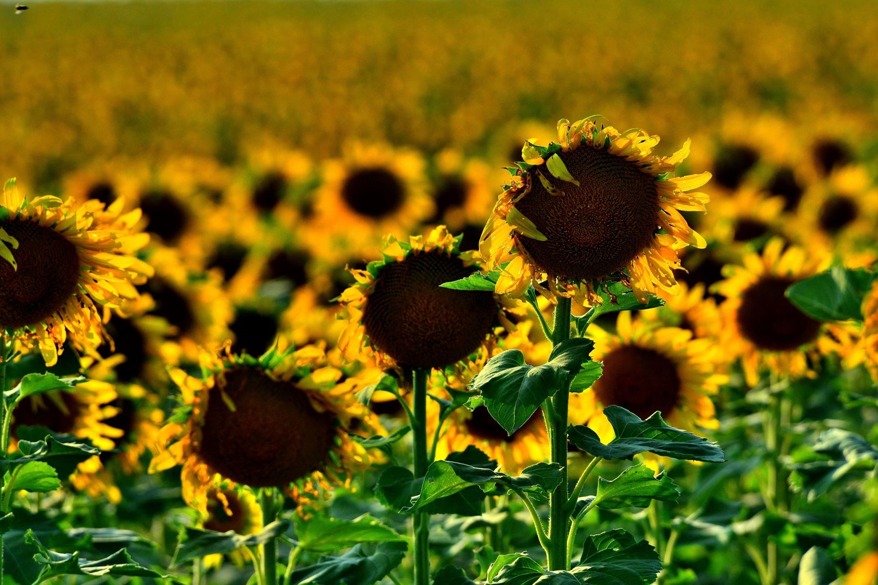 Closeup of yellow sunflowers in a field